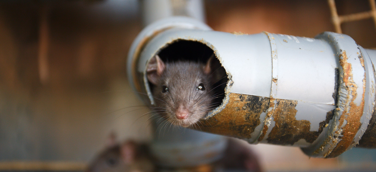 Smoke for Rodent Control and Detection